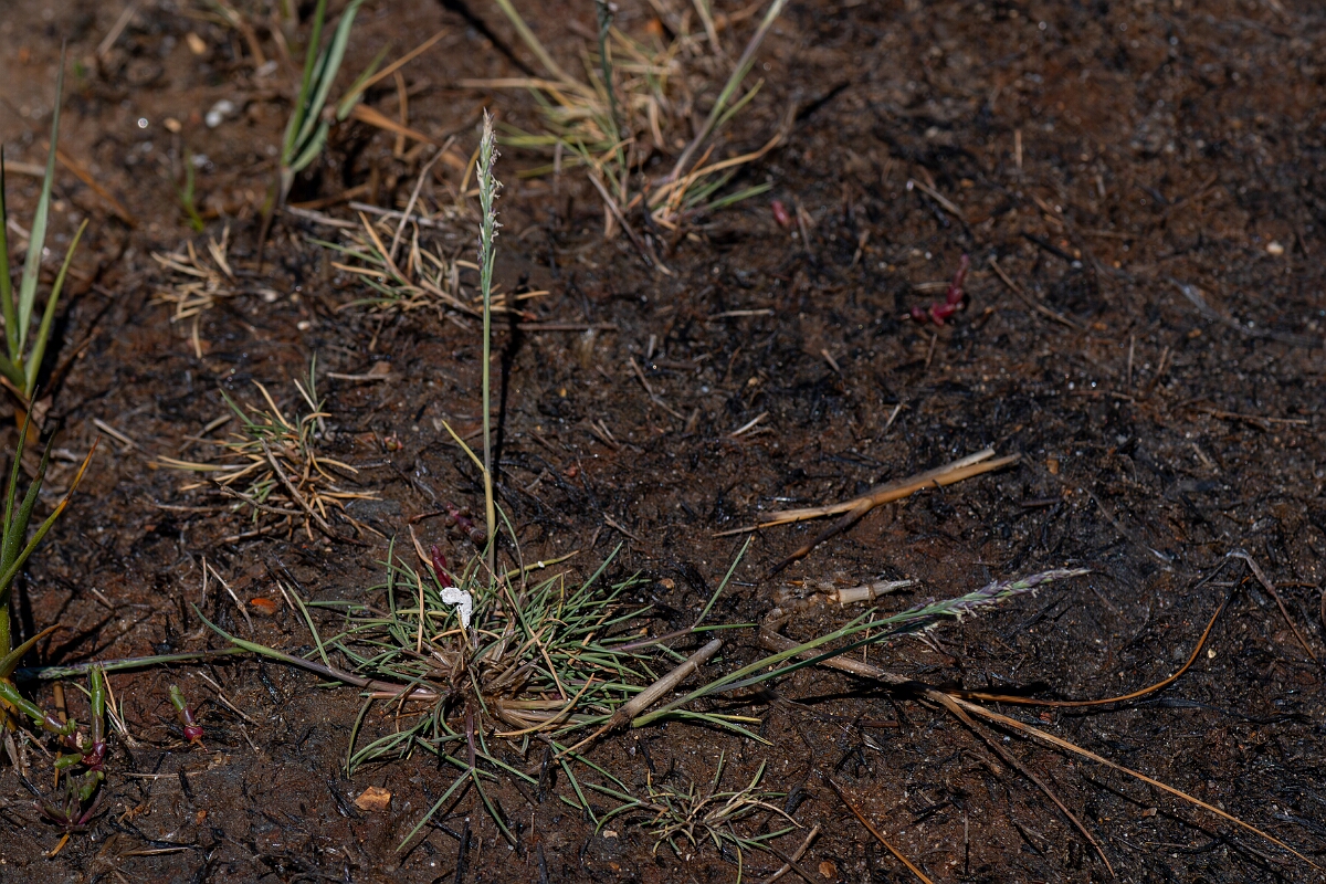 David Plant Photography - Wildlife Photography - Borrer's saltmarsh-grass - C.jpg - Borrer's saltmarsh-grass, Puccinellia fasciculata, plant - Hampshire