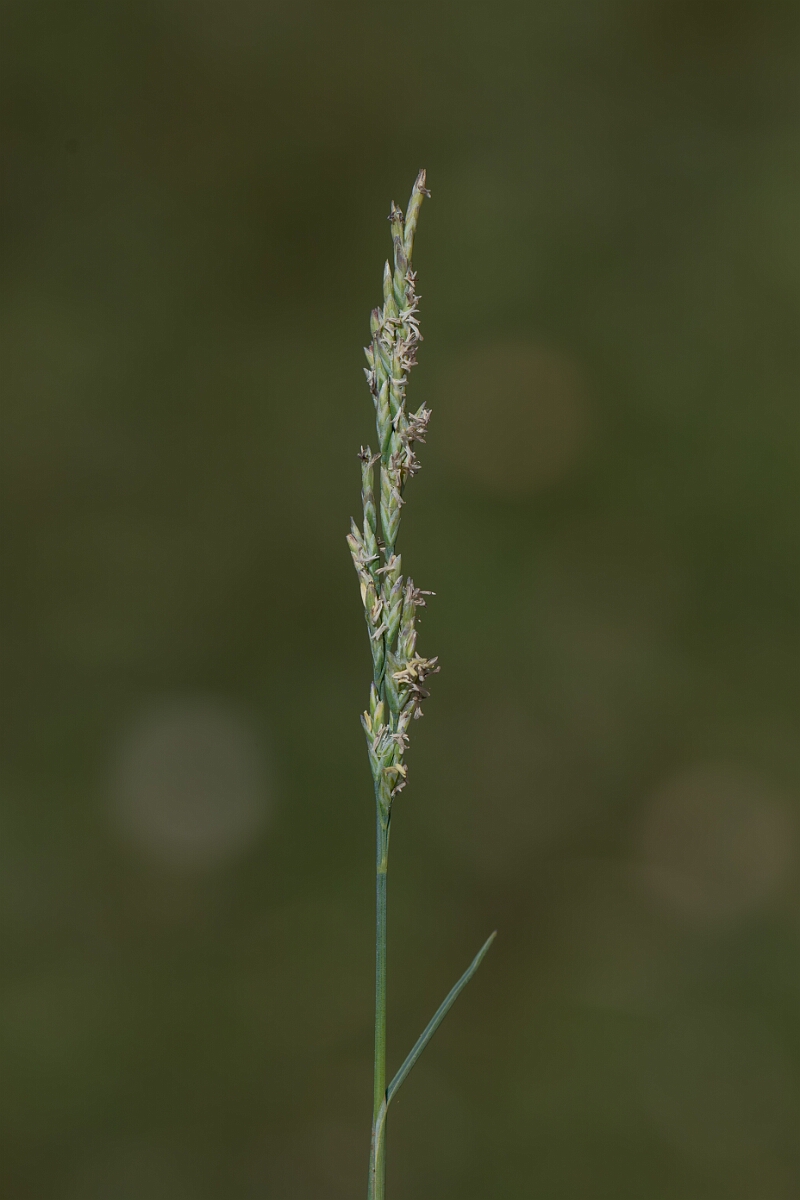 David Plant Photography - Wildlife Photography - Borrer's saltmarsh-grass - D.jpg - Borrer's saltmarsh-grass, Puccinellia fasciculata, panicle - Hampshire