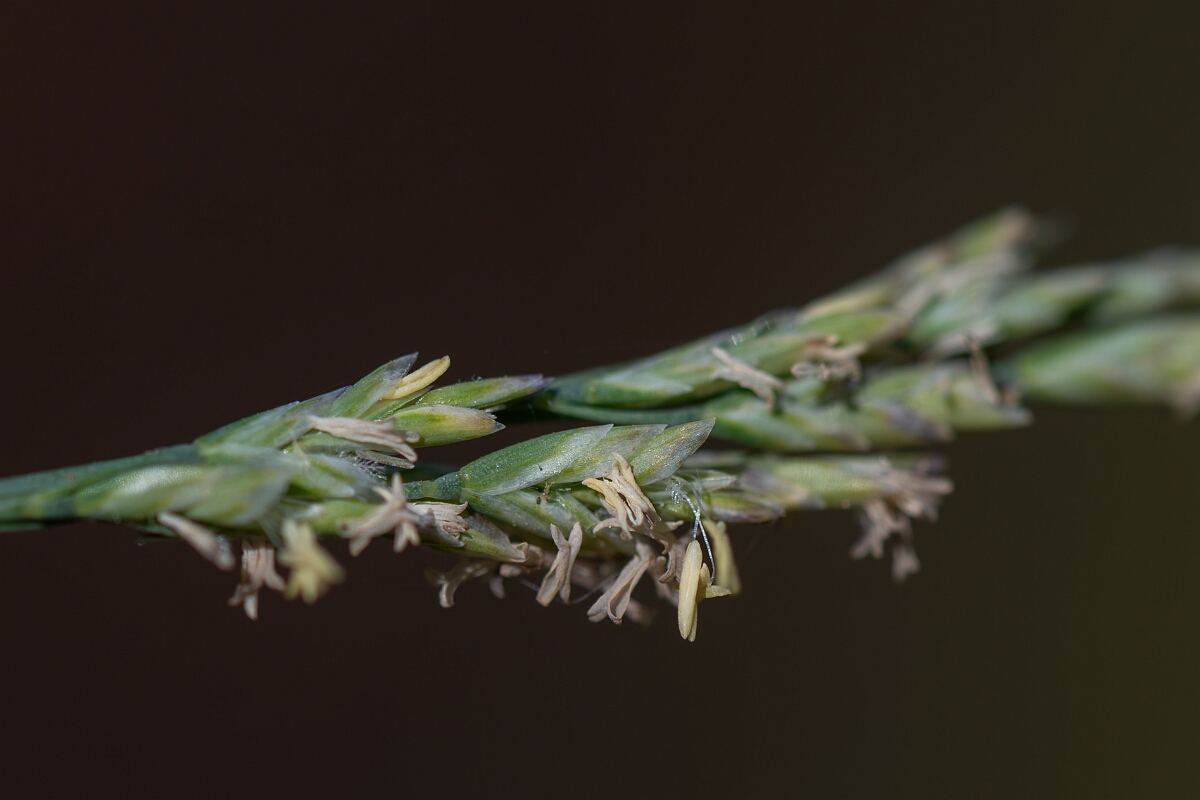 David Plant Photography - Wildlife Photography - Borrer's saltmarsh-grass - E.jpg - Borrer's saltmarsh-grass, Puccinellia fasciculata, spikelets - Hampshire