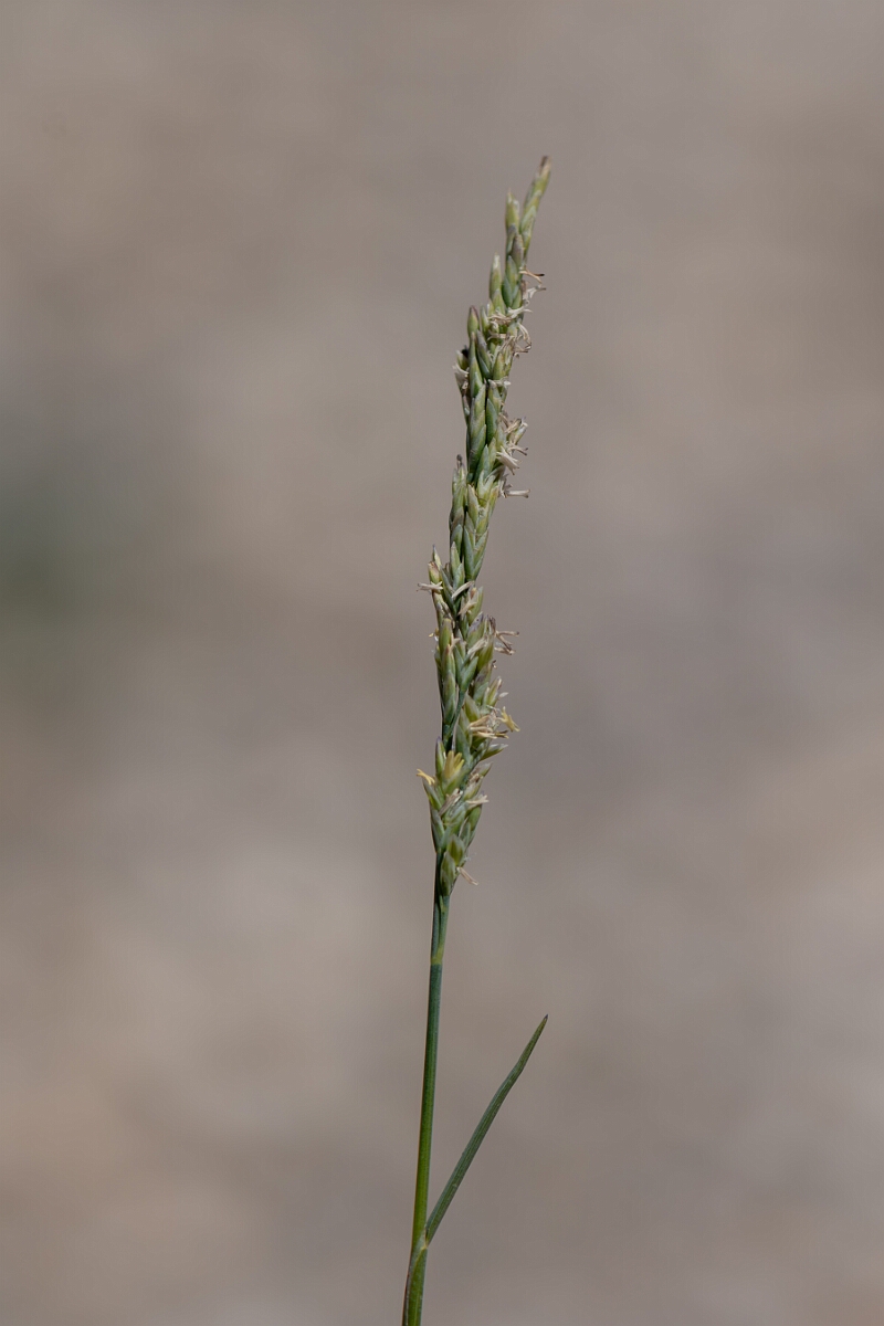 David Plant Photography - Wildlife Photography - Borrer's saltmarsh-grass - F.jpg - Borrer's saltmarsh-grass, Puccinellia fasciculata, panicle - Hampshire