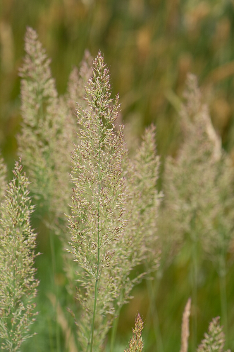David Plant Photography - Wildlife Photography - Bristle bent - A.jpg - Bristle bent, panicles - Dorset