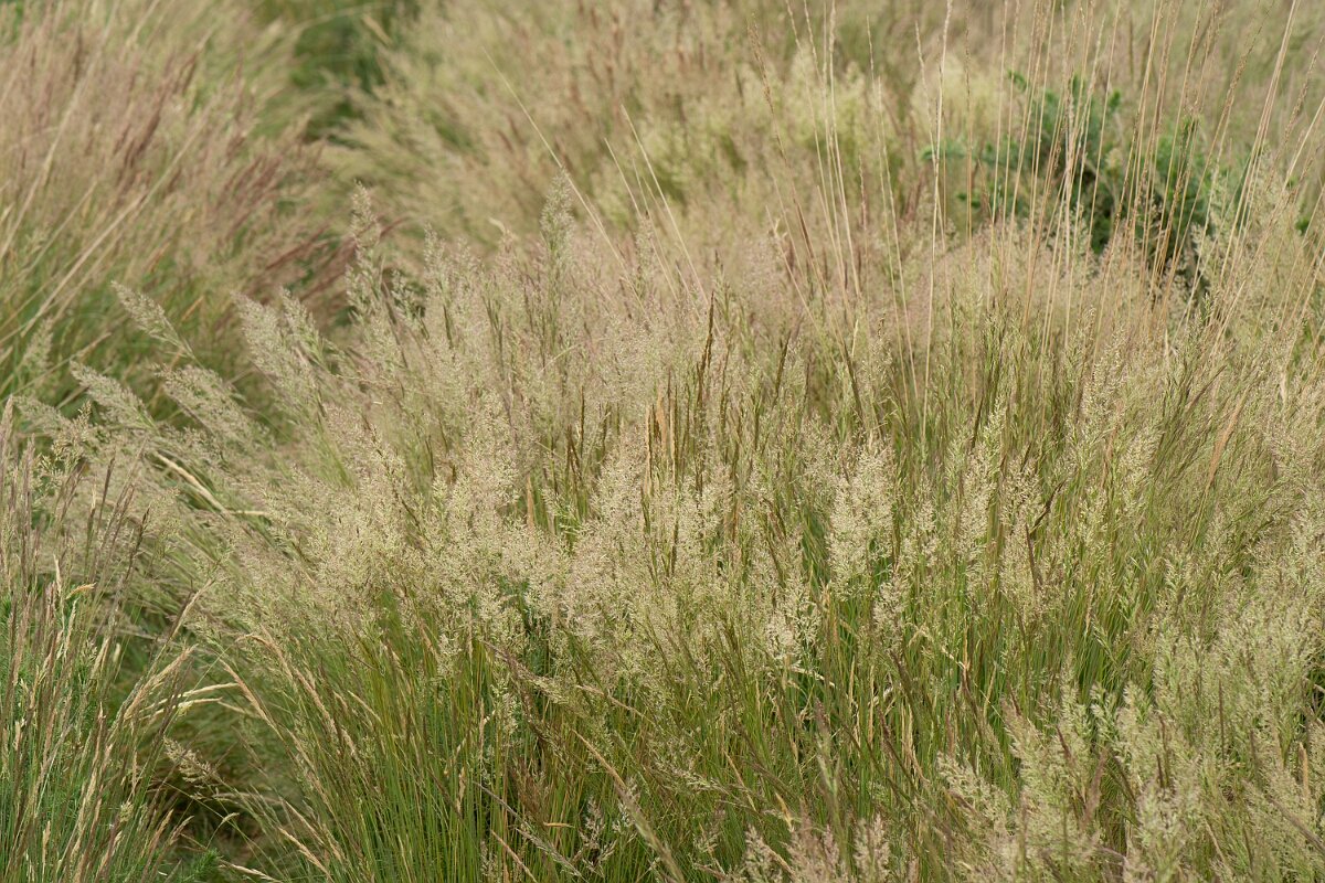 David Plant Photography - Wildlife Photography - Bristle bent - B.jpg - Bristle bent, plants - Dorset