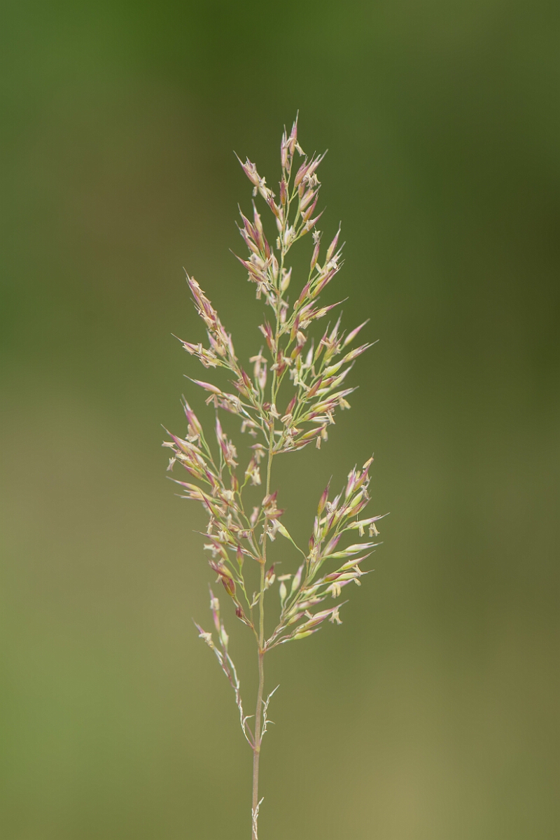 David Plant Photography - Wildlife Photography - Bristle bent - C.jpg - Bristle bent, panicle - Dorset