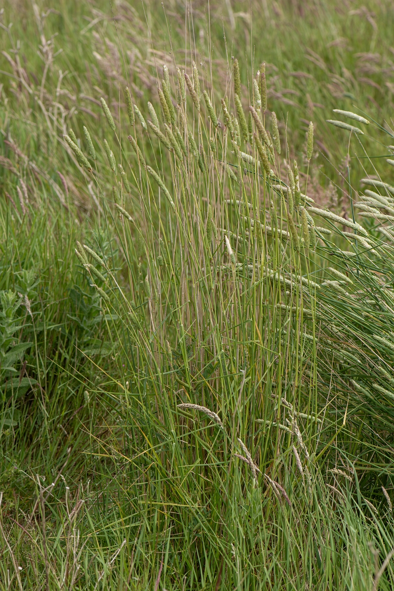David Plant Photography - Wildlife Photography - Bulbous canary-grass - A.jpg - Bulbous canary-grass, plant - Kent