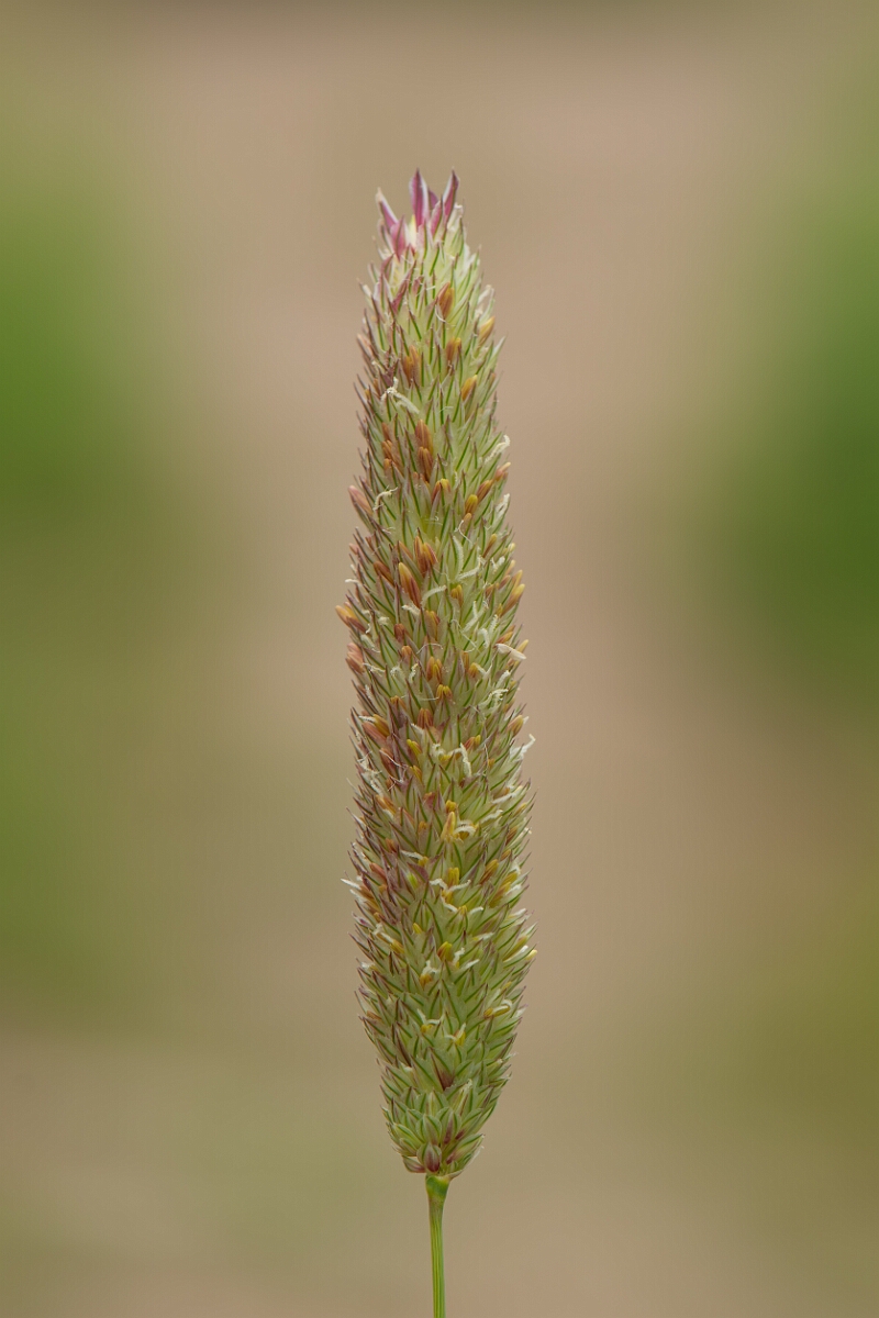 David Plant Photography - Wildlife Photography - Bulbous canary-grass - B.jpg - Bulbous canary-grass, panicle - Kent