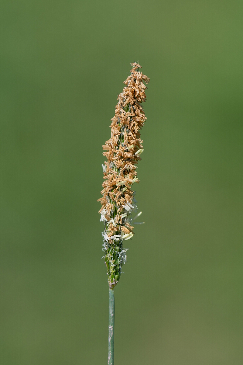 David Plant Photography - Wildlife Photography - Bulbous foxtail - A.jpg - Bulbous foxtail, Alopecurus bulbosus, panicle - North Somerset