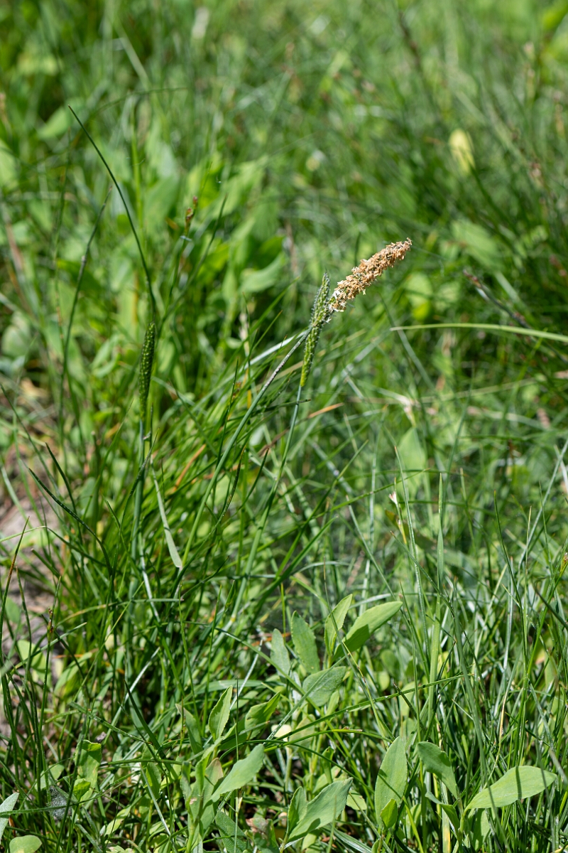 David Plant Photography - Wildlife Photography - Bulbous foxtail - B.jpg - Bulbous foxtail, Alopecurus bulbosus, plant - North Somerset