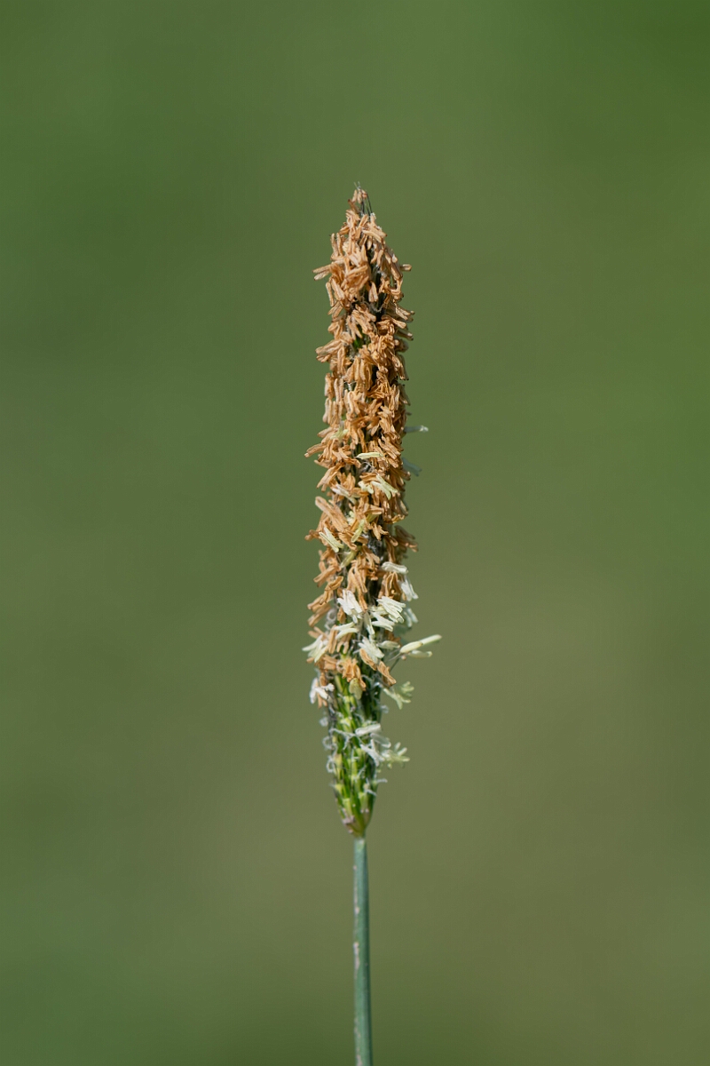 David Plant Photography - Wildlife Photography - Bulbous foxtail - C.jpg - Bulbous foxtail, Alopecurus bulbosus, panicle - North Somerset