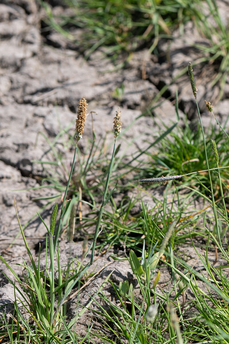 David Plant Photography - Wildlife Photography - Bulbous foxtail - D.jpg - Bulbous foxtail, Alopecurus bulbosus, plant - North Somerset