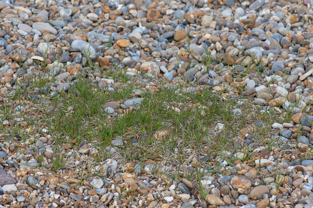 David Plant Photography - Wildlife Photography - Bulbous meadow-grass - C.JPG - Bulbous meadow-grass - Suffolk