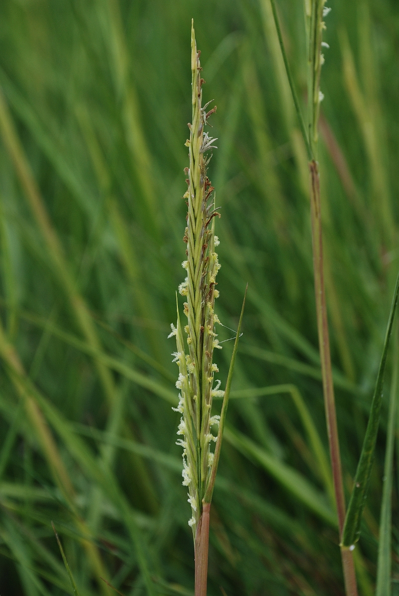 David Plant Photography - Wildlife Photography - Common cord-grass - A.jpg - Common cord-grass panicle - Kent