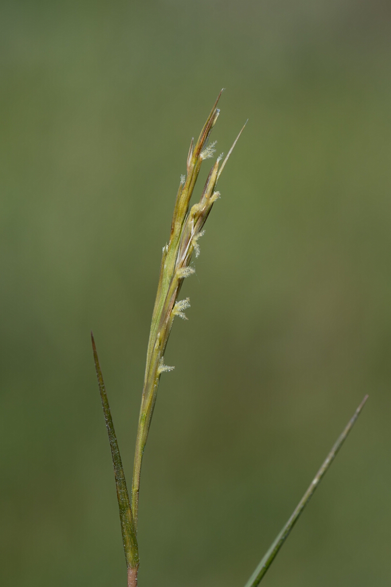 David Plant Photography - Wildlife Photography - Common cord-grass - C.jpg - Common cordgrass, Sporobolus anglicus - Hampshire