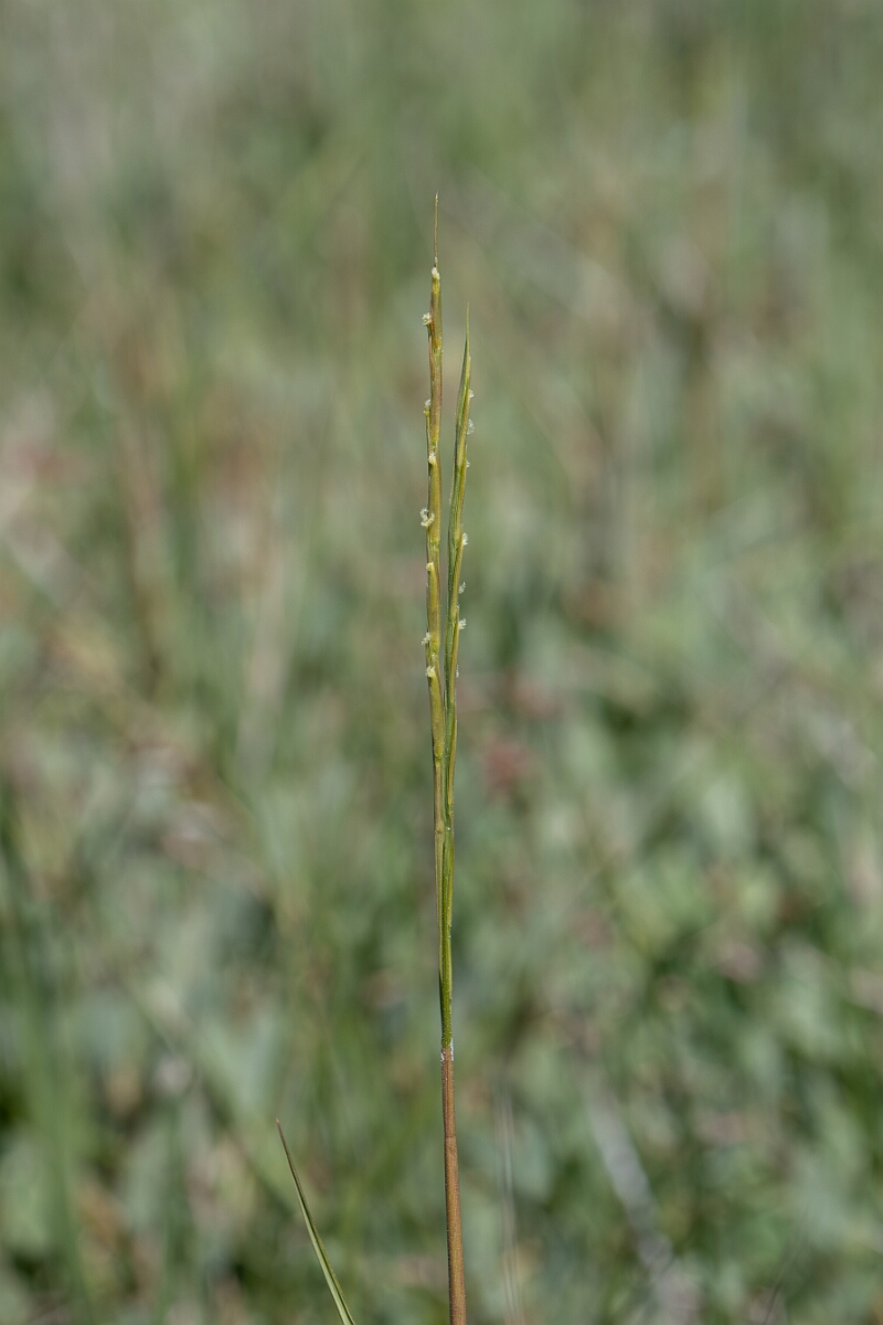 David Plant Photography - Wildlife Photography - Common cord-grass - D.jpg - Common cordgrass, Sporobolus anglicus - Hampshire