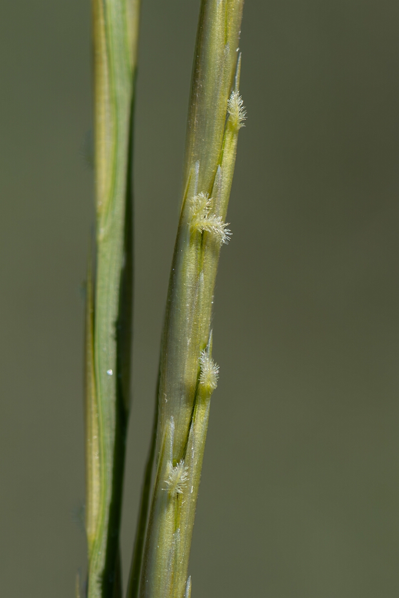 David Plant Photography - Wildlife Photography - Common cord-grass - E.jpg - Common cordgrass, Sporobolus anglicus - Hampshire