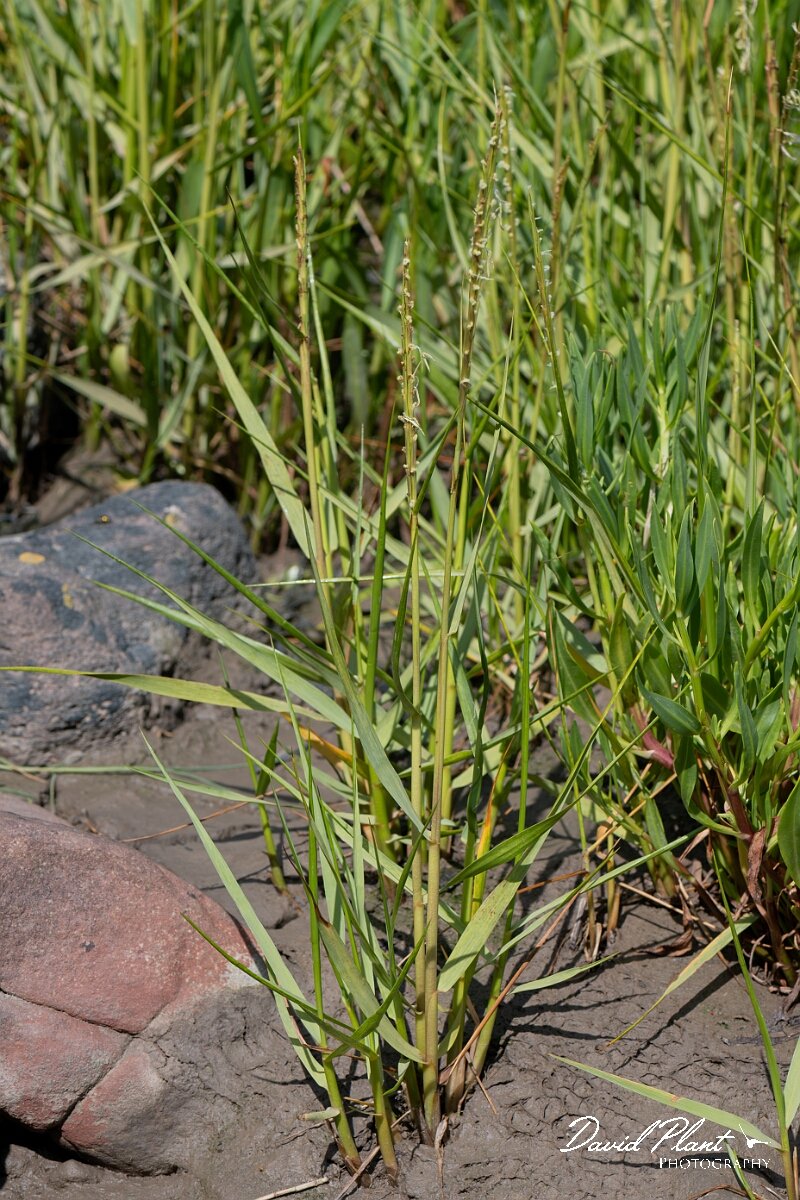 David Plant Photography - Wildlife Photography - Common cord-grass - G.jpg - Common cord-grass, Spartina anglica, plant - North Somerset