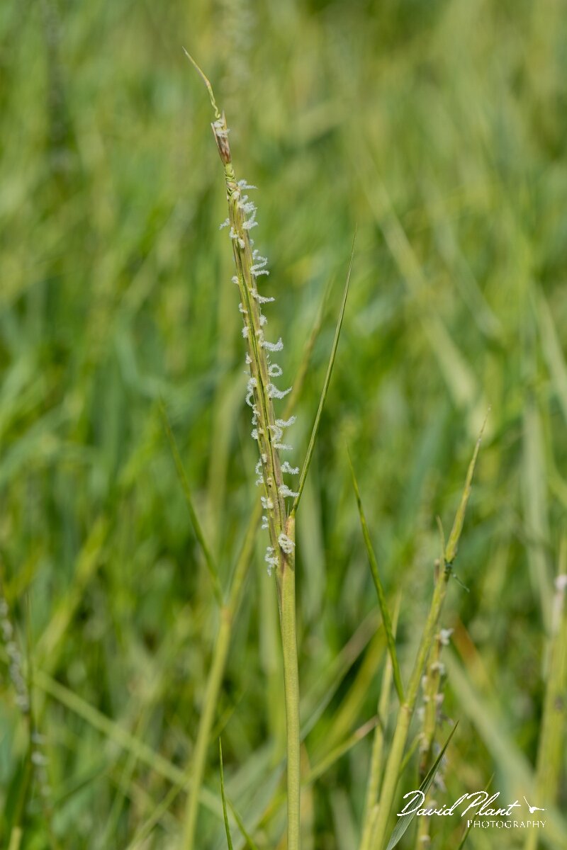 David Plant Photography - Wildlife Photography - Common cord-grass - H.jpg - Common cord-grass, Spartina anglica, inflorescence - North Somerset