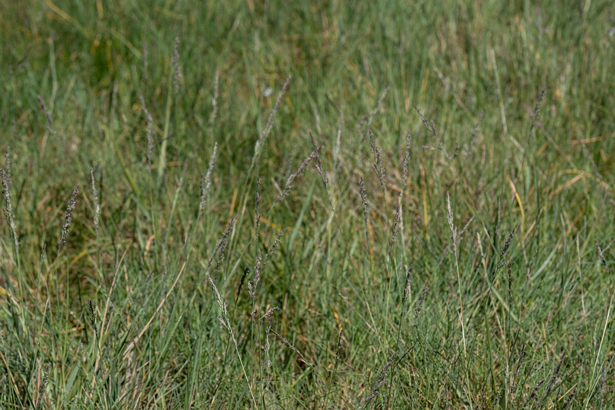 David Plant Photography - Wildlife Photography - Common saltmarsh-grass - B.jpg - Common saltmarsh-grass, Puccinellia maritima - Hampshire
