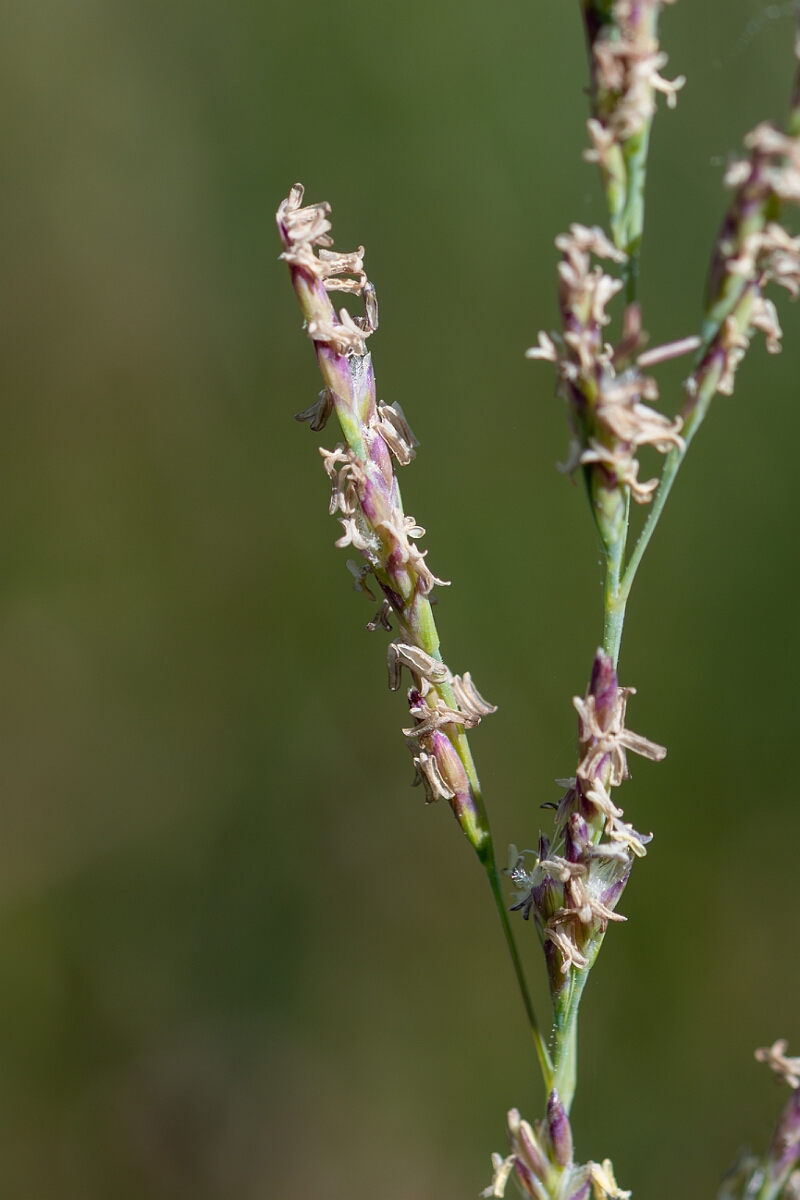David Plant Photography - Wildlife Photography - Common saltmarsh-grass - C.jpg - Common saltmarsh-grass, Puccinellia maritima - Hampshire