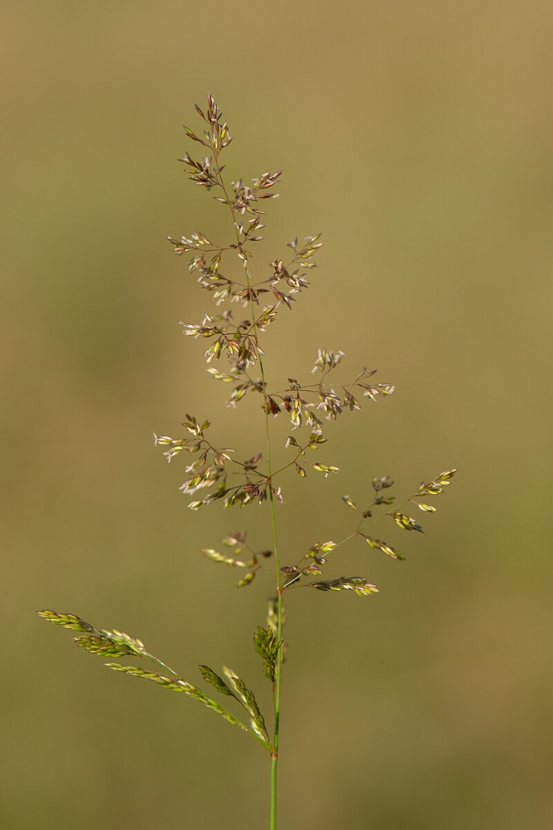 David Plant Photography - Wildlife Photography - Creeping bent - A.jpg - Creeping bent, panicle - Cambridgeshire