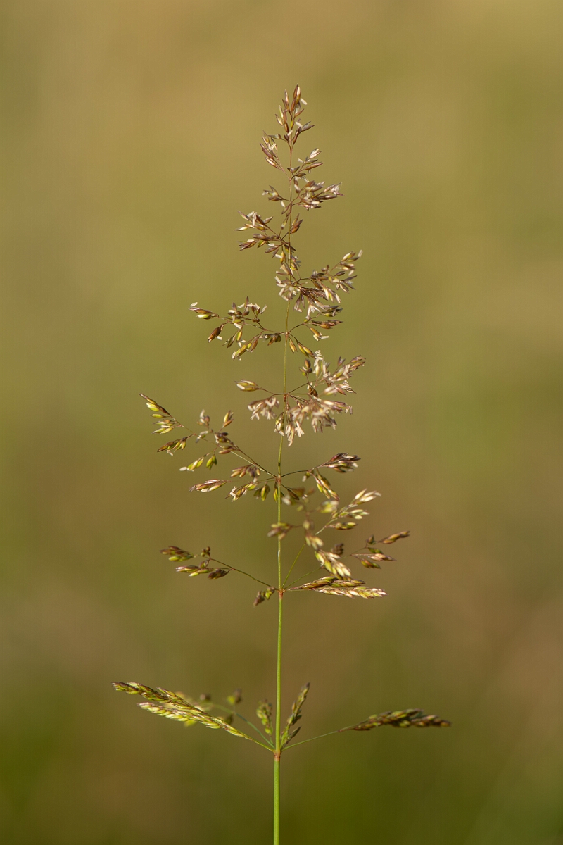David Plant Photography - Wildlife Photography - Creeping bent - B.jpg - Creeping bent, panicle - Cambridgeshire