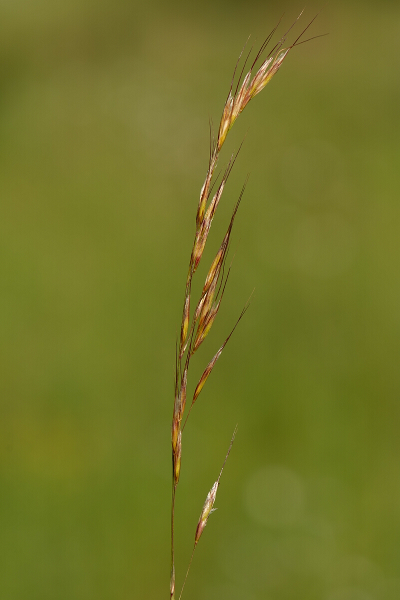David Plant Photography - Wildlife Photography - Downy oat-grass - A.jpg - Downy oat-grass, panicle - Buckinghamshire