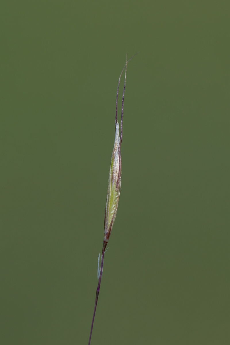 David Plant Photography - Wildlife Photography - Downy oat-grass - B.jpg - Downy oat-grass, Avenula pubescens, spikelet - Wiltshire
