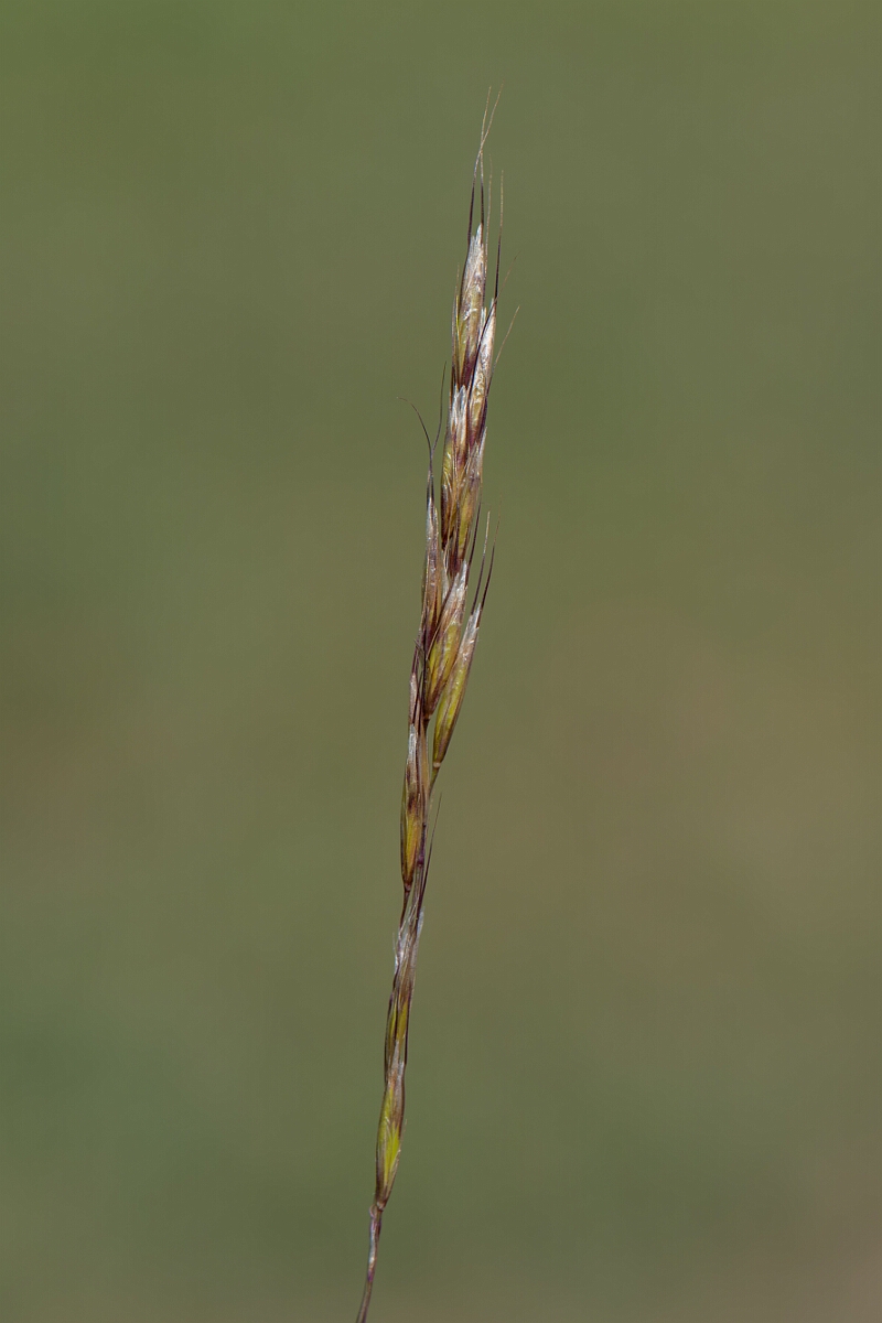 David Plant Photography - Wildlife Photography - Downy oat-grass - C.jpg - Downy oat-grass, Avenula pubescens, panicle - Wiltshire