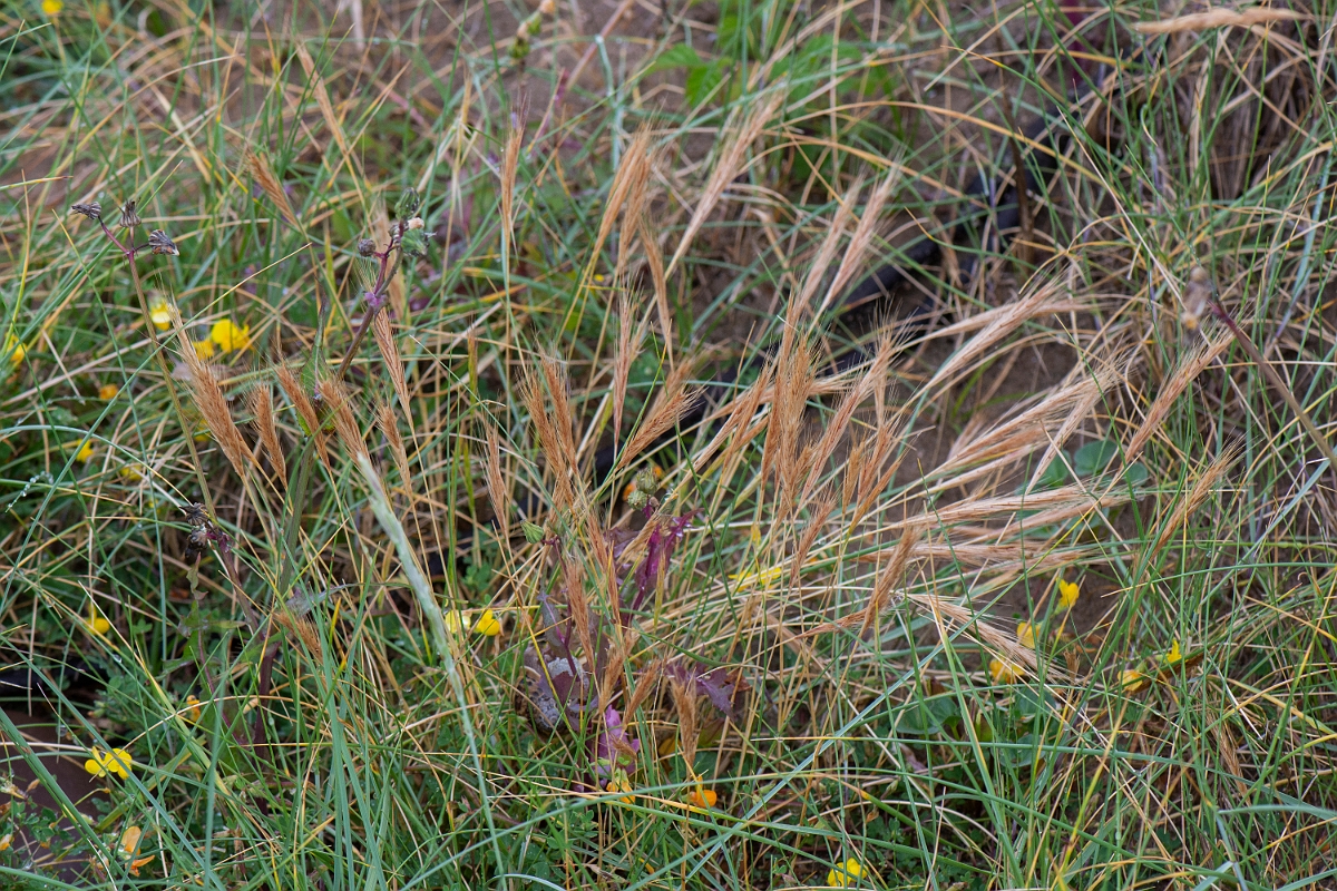 David Plant Photography - Wildlife Photography - Dune fescue - A.JPG - Dune fescue - Bridgend