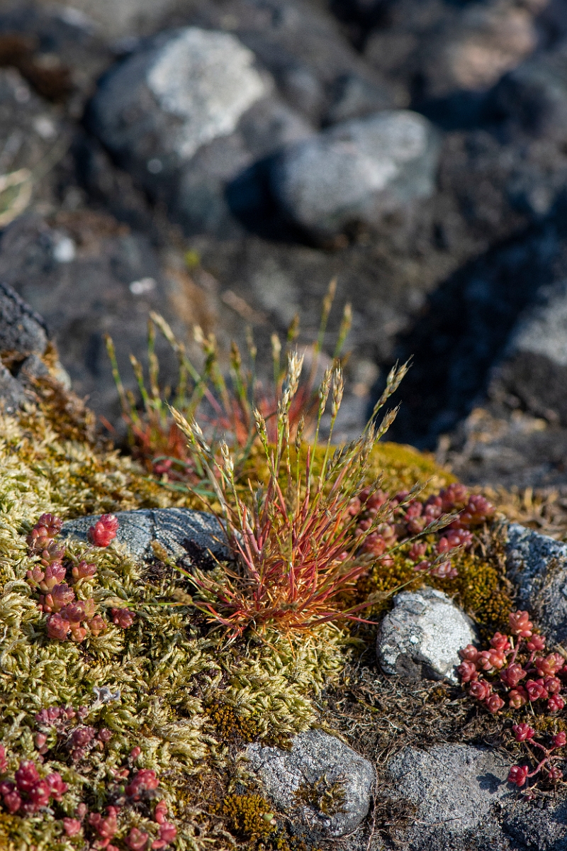 David Plant Photography - Wildlife Photography - Early hair-grass - D.JPG - Early hair-grass - Argyll