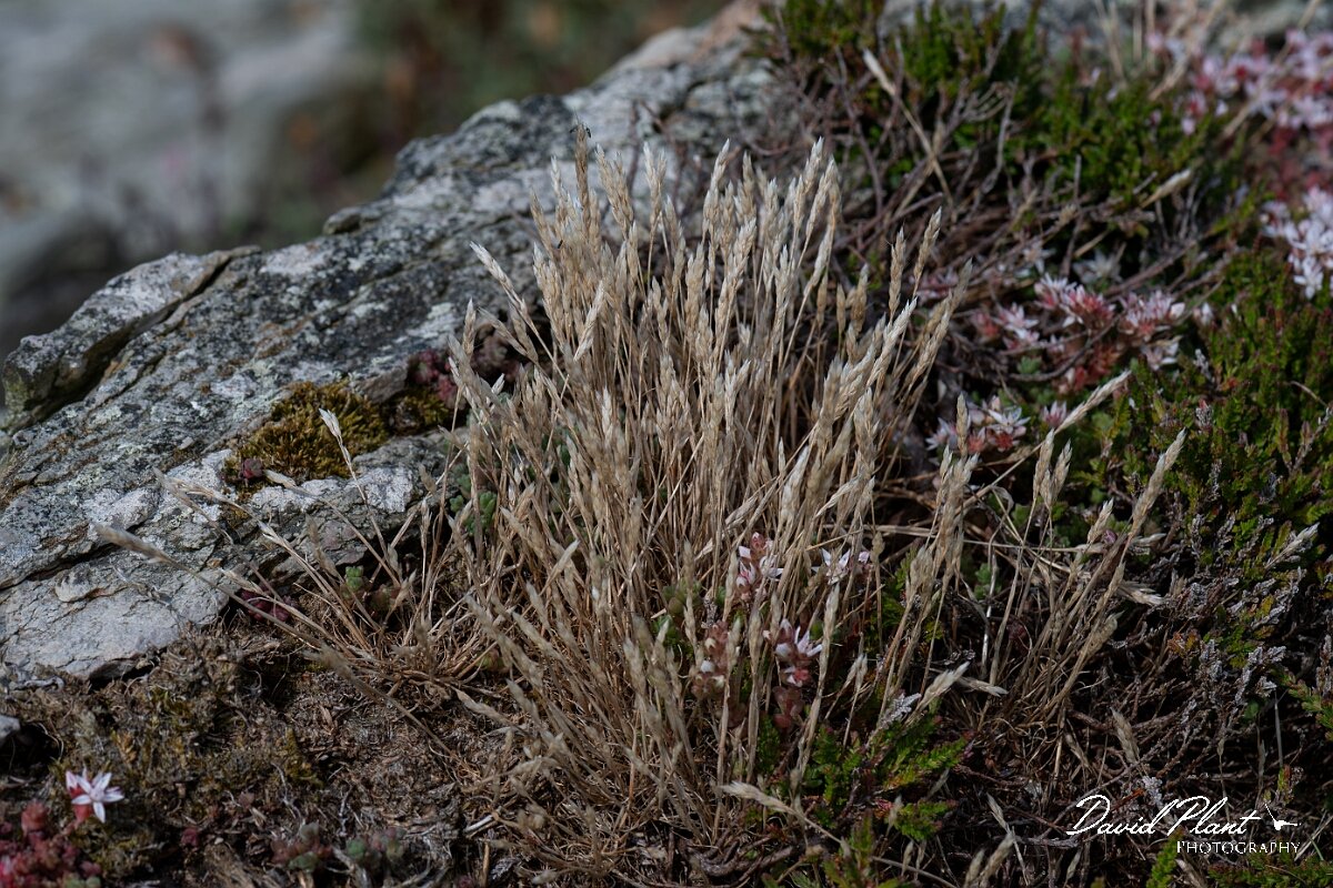 David Plant Photography - Wildlife Photography - Early hair-grass - F.jpg - Early hair-grass, Aira praecox - Angelsey