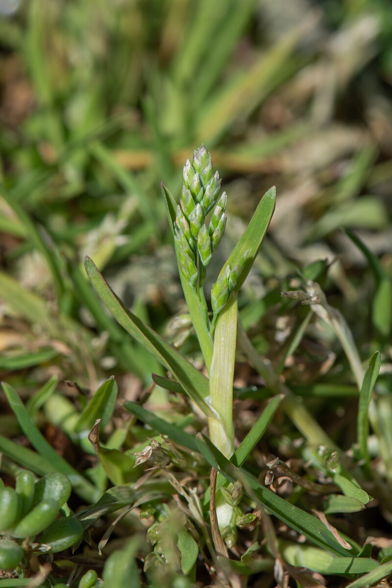 David Plant Photography - Wildlife Photography - Early meadow-grass - A.jpg - Early meadow-grass, Poa infirma, plant - Cambridgeshire