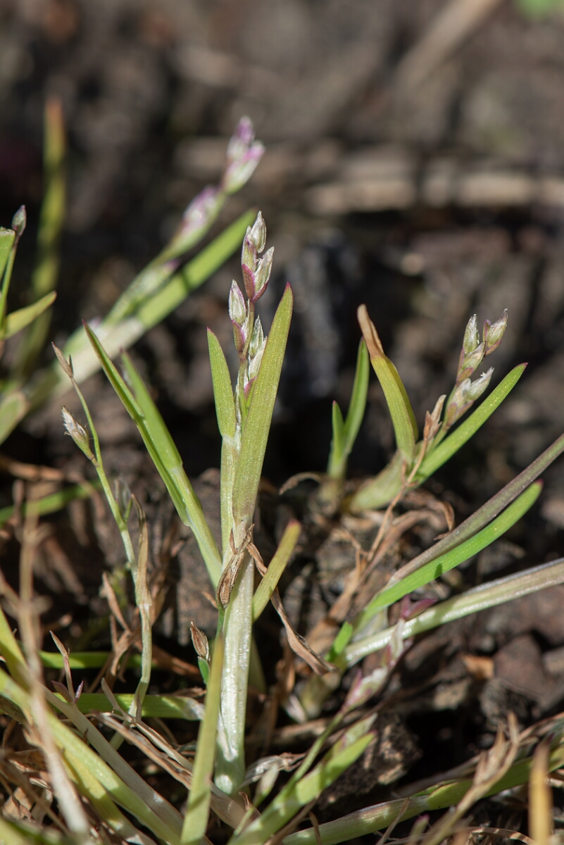 David Plant Photography - Wildlife Photography - Early meadow-grass - B.jpg - Early meadow-grass, Poa infirma, plant - Cambridgeshire