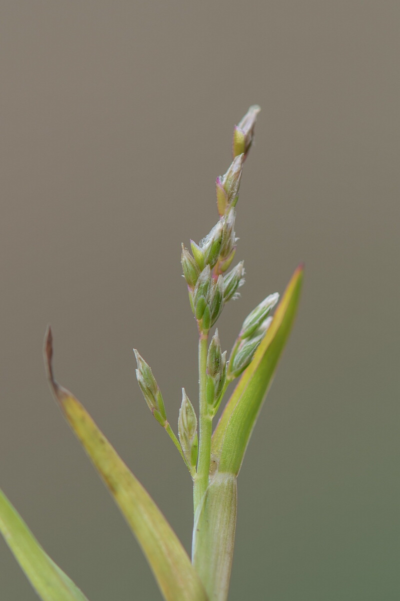 David Plant Photography - Wildlife Photography - Early meadow-grass - D.jpg - Early meadow-grass, Poa infirma, panicle - Cambridgeshire
