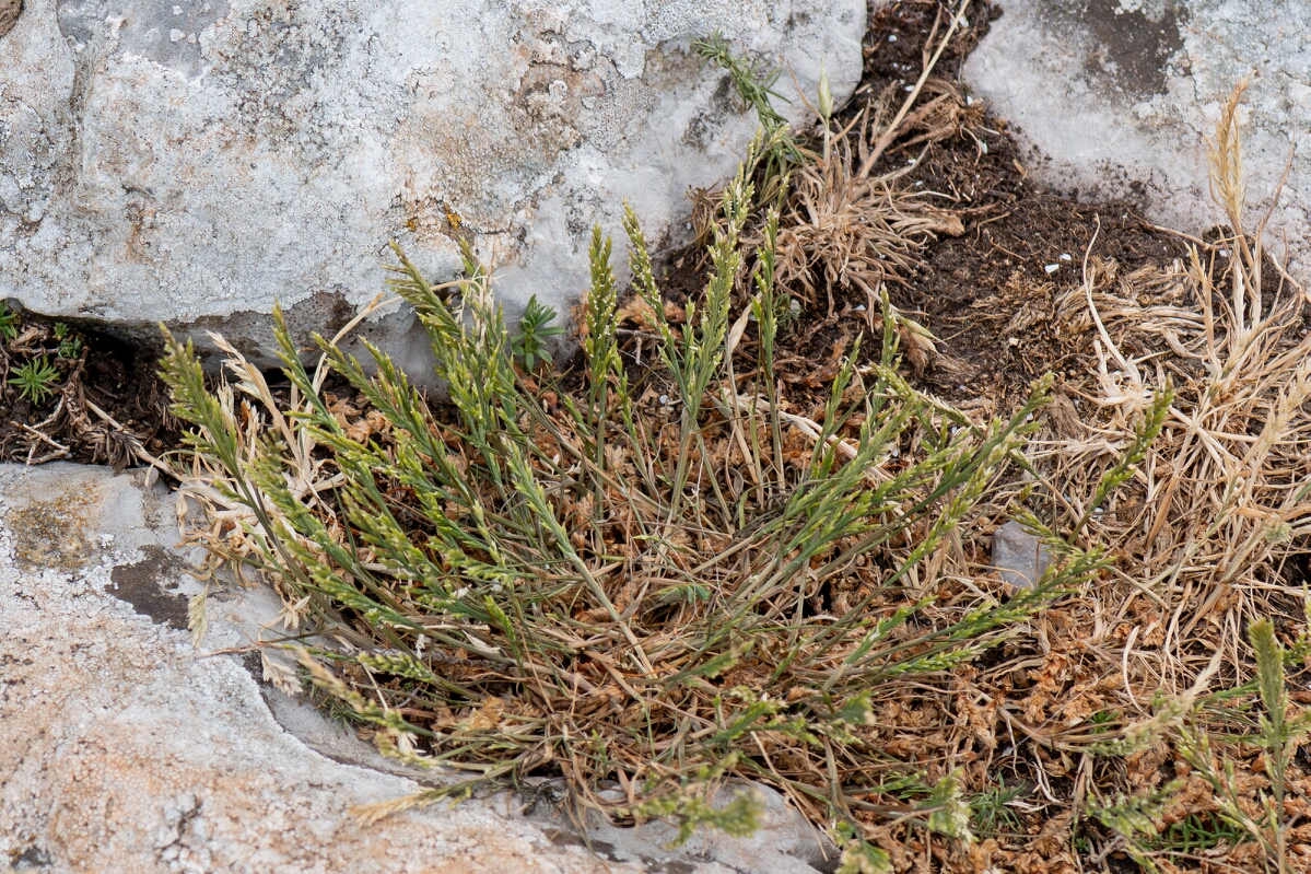 David Plant Photography - Wildlife Photography - Fern grass - A.jpg - Fern grass, Catapodium rigidum, plant - Somerset