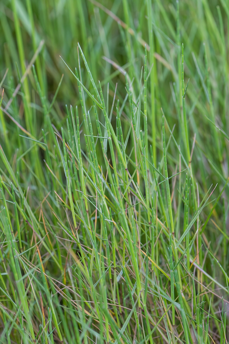 David Plant Photography - Wildlife Photography - Hard grass, Parapholis strigosa - A.jpg - Sea hard-grass, Parapholis strigosa, plant - North Somerset