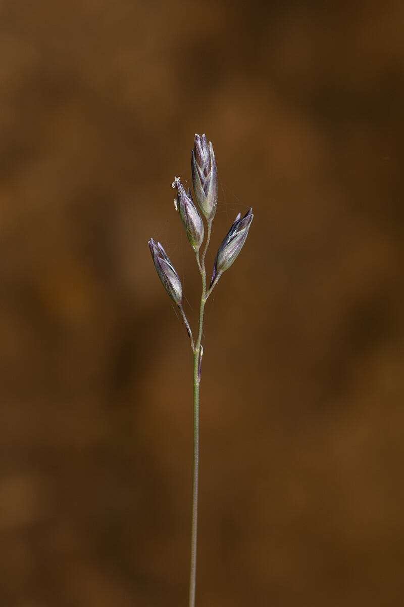 David Plant Photography - Wildlife Photography - Heath grass - A.jpg - Heath grass - Danthonia decumbens - Hampshire