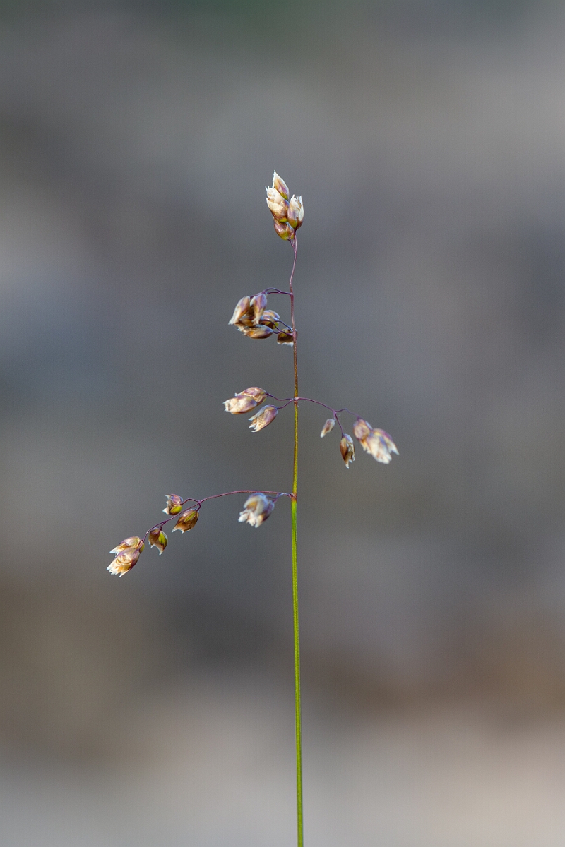 David Plant Photography - Wildlife Photography - Holy grass - B.jpg - Holy grass - Dumfries and Galloway