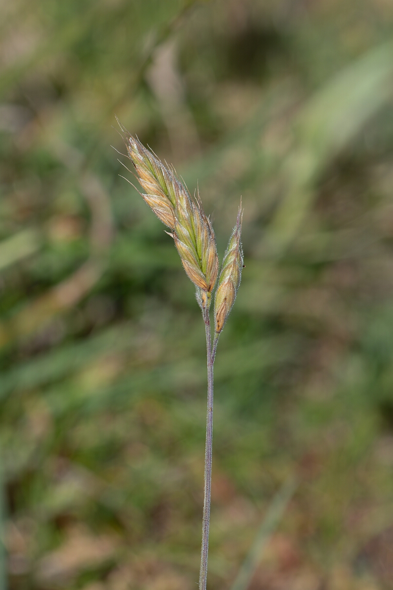 David Plant Photography - Wildlife Photography - Least soft-brome - A.jpg - Least soft-brome, Bromus hordeaceus. ferronii, panicle - North Somerset