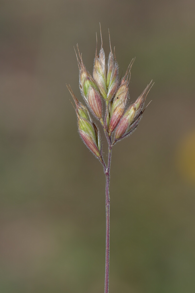 David Plant Photography - Wildlife Photography - Least soft-brome - B.jpg - Least soft-brome, Bromus hordeaceus. ferronii, panicle - North Somerset