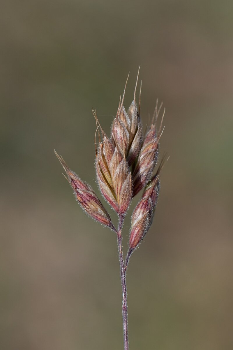 David Plant Photography - Wildlife Photography - Least soft-brome - C.jpg - Least soft-brome, Bromus hordeaceus. ferronii, panicle - North Somerset