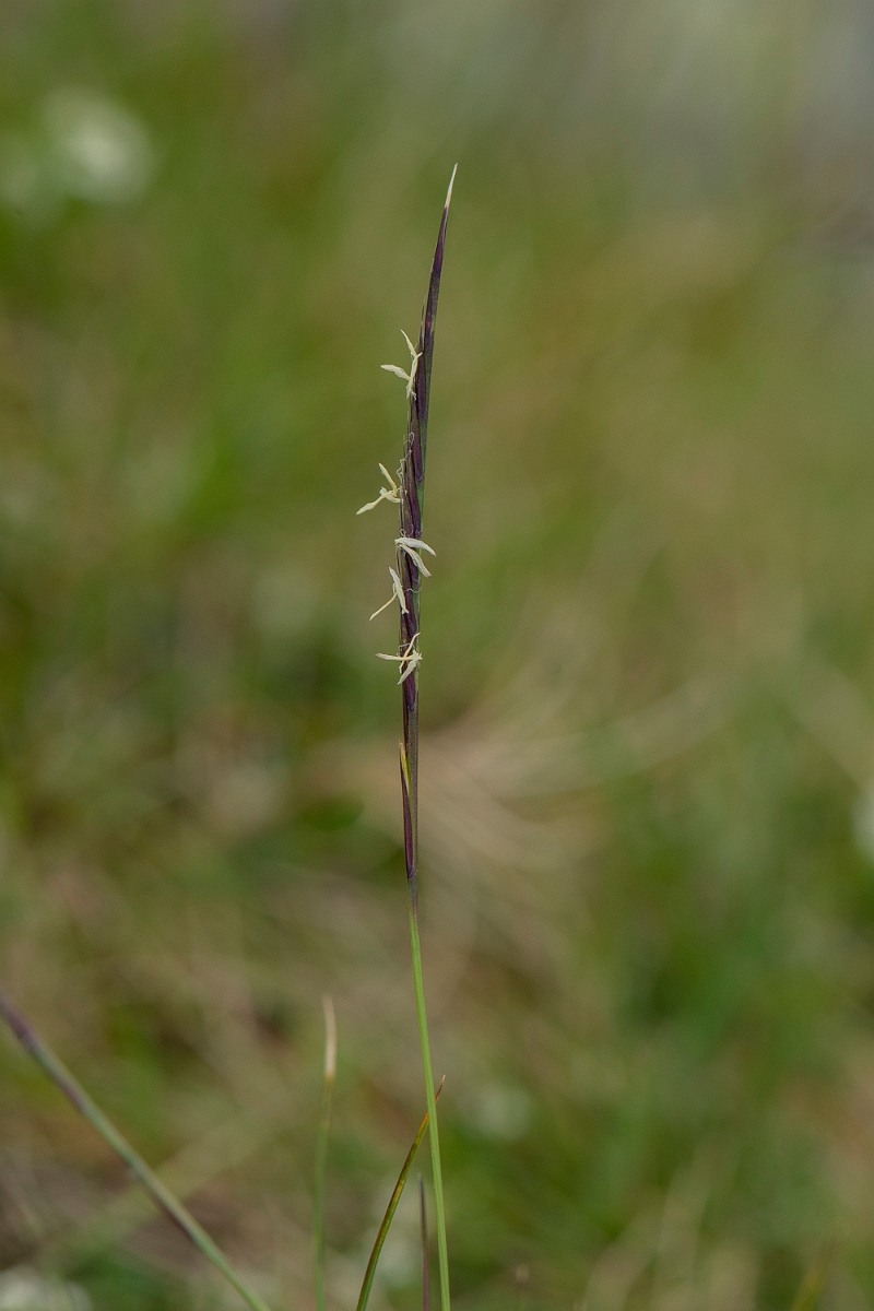 David Plant Photography - Wildlife Photography - Mat grass - A.jpg - Mat grass - Cumbria
