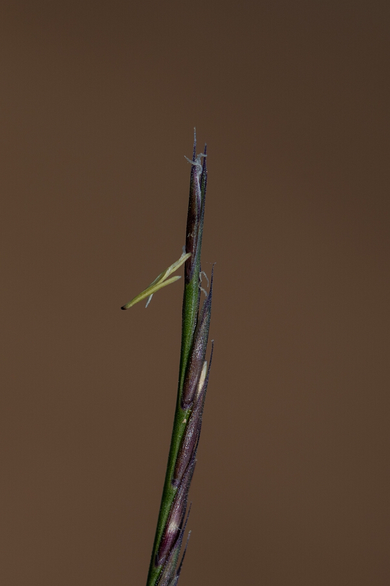 David Plant Photography - Wildlife Photography - Mat grass - E.jpg - Mat grass, - Nardus strica, spikelet - Hampshire