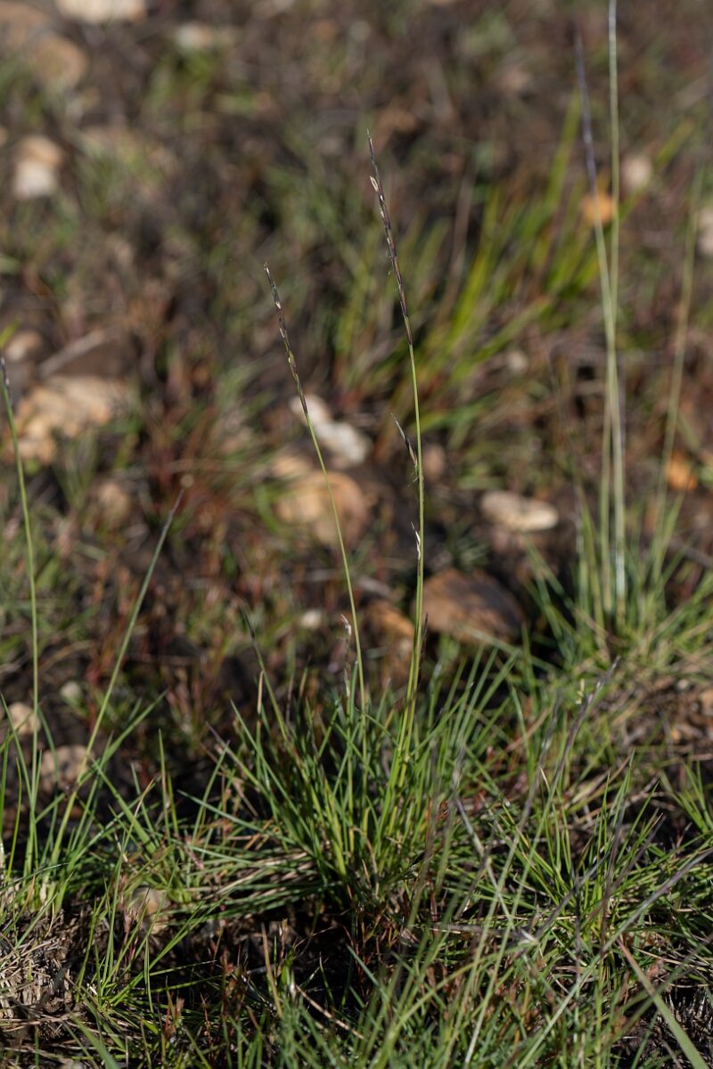 David Plant Photography - Wildlife Photography - Mat grass - F.jpg - Mat grass, - Nardus strica, plant - Hampshire