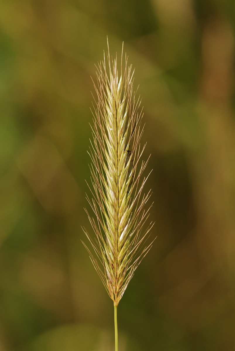 David Plant Photography - Wildlife Photography - Meadow barley - A.jpg - Meadow barley panicle - Gloucestershire