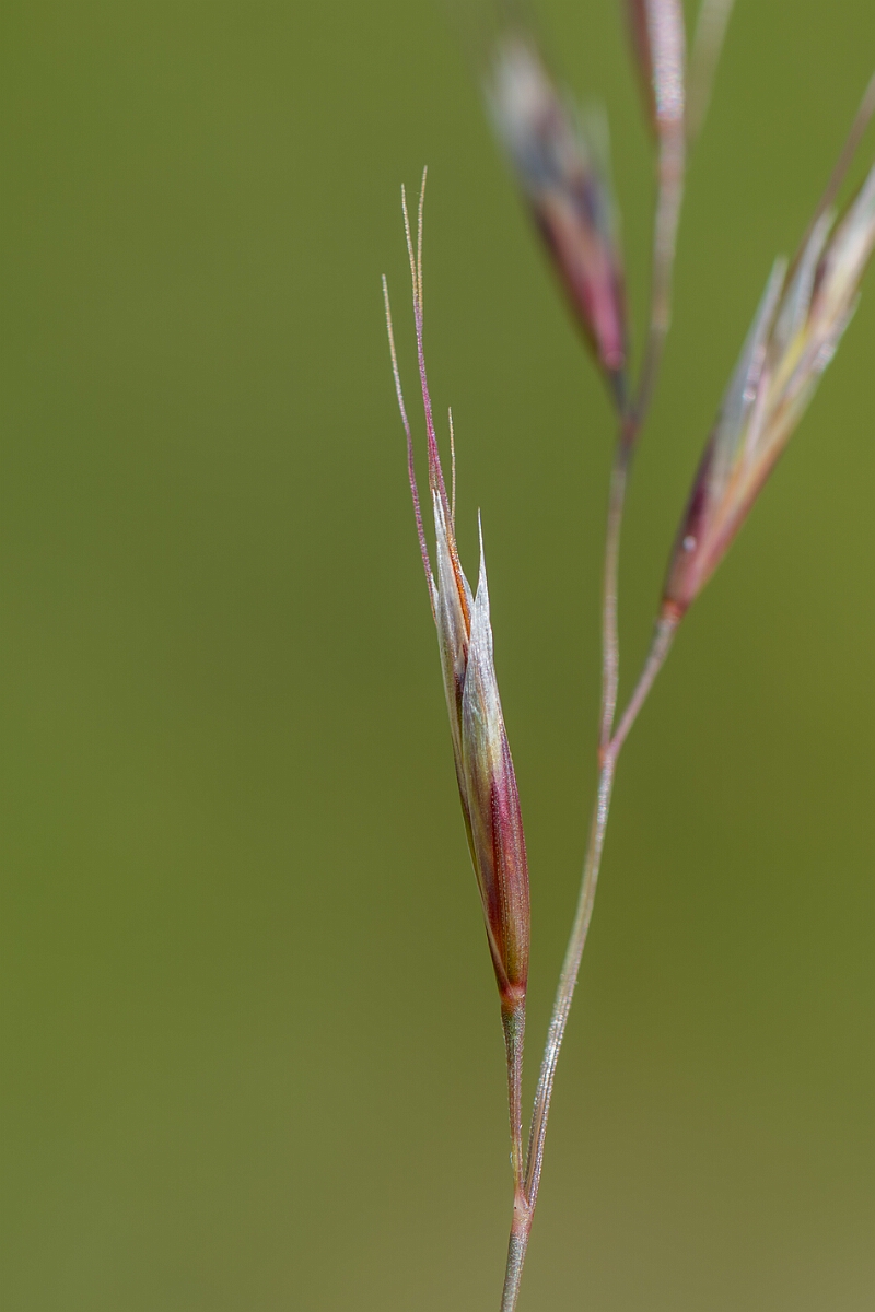David Plant Photography - Wildlife Photography - Meadow oat-grass - A.jpg - Meadow oat-grass, Helictochloa pratensis, spikelet - Wiltshire