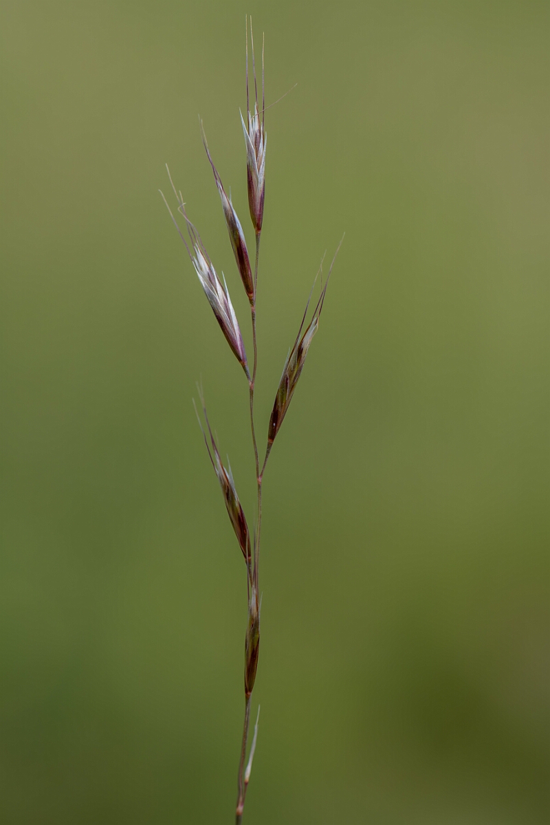 David Plant Photography - Wildlife Photography - Meadow oat-grass - B.jpg - Meadow oat-grass, Helictochloa pratensis, inflorescence - Wiltshire
