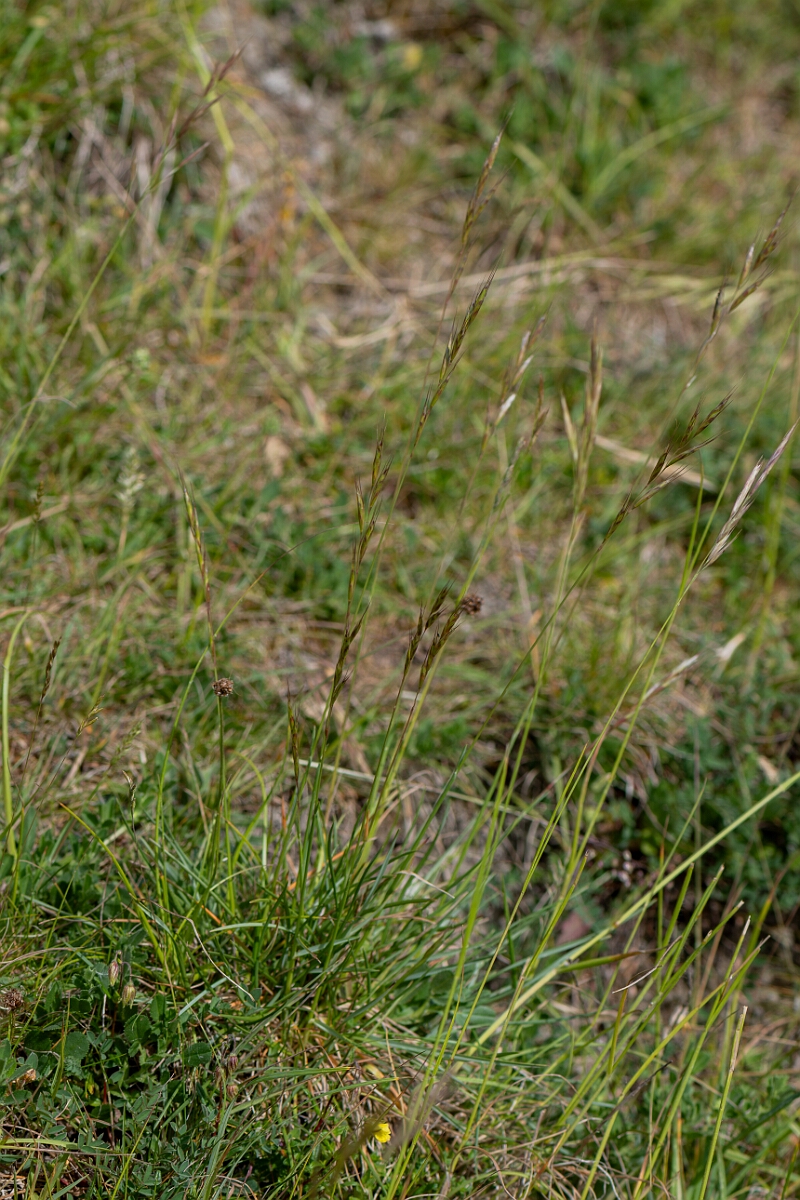 David Plant Photography - Wildlife Photography - Meadow oat-grass - C.jpg - Meadow oat-grass, Helictochloa pratensis, plant - Wiltshire