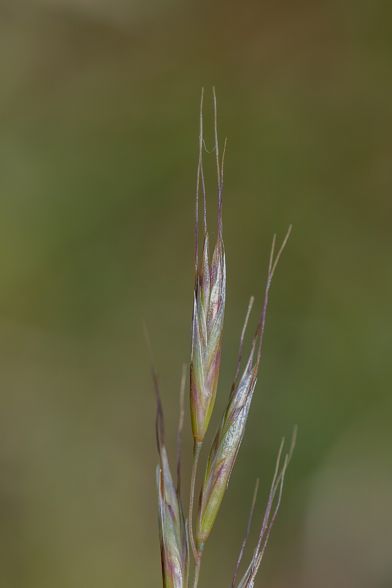 David Plant Photography - Wildlife Photography - Meadow oat-grass - D.jpg - Meadow oat-grass, Helictochloa pratensis, spikelet - Wiltshire