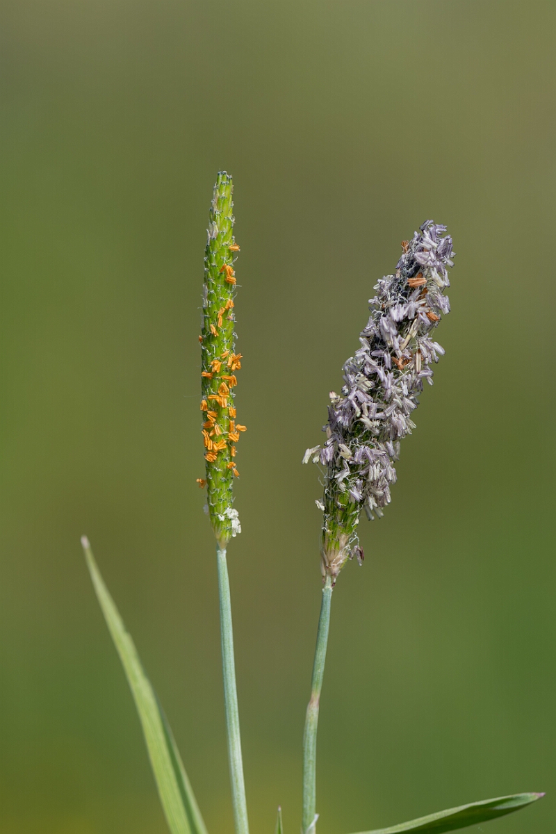 David Plant Photography - Wildlife Photography - Orange foxtail - A.jpg - Orange foxtail, Alopecurus aequalis, left and marsh foxtail, Alopecurus geniculatus, right - Norfolk
