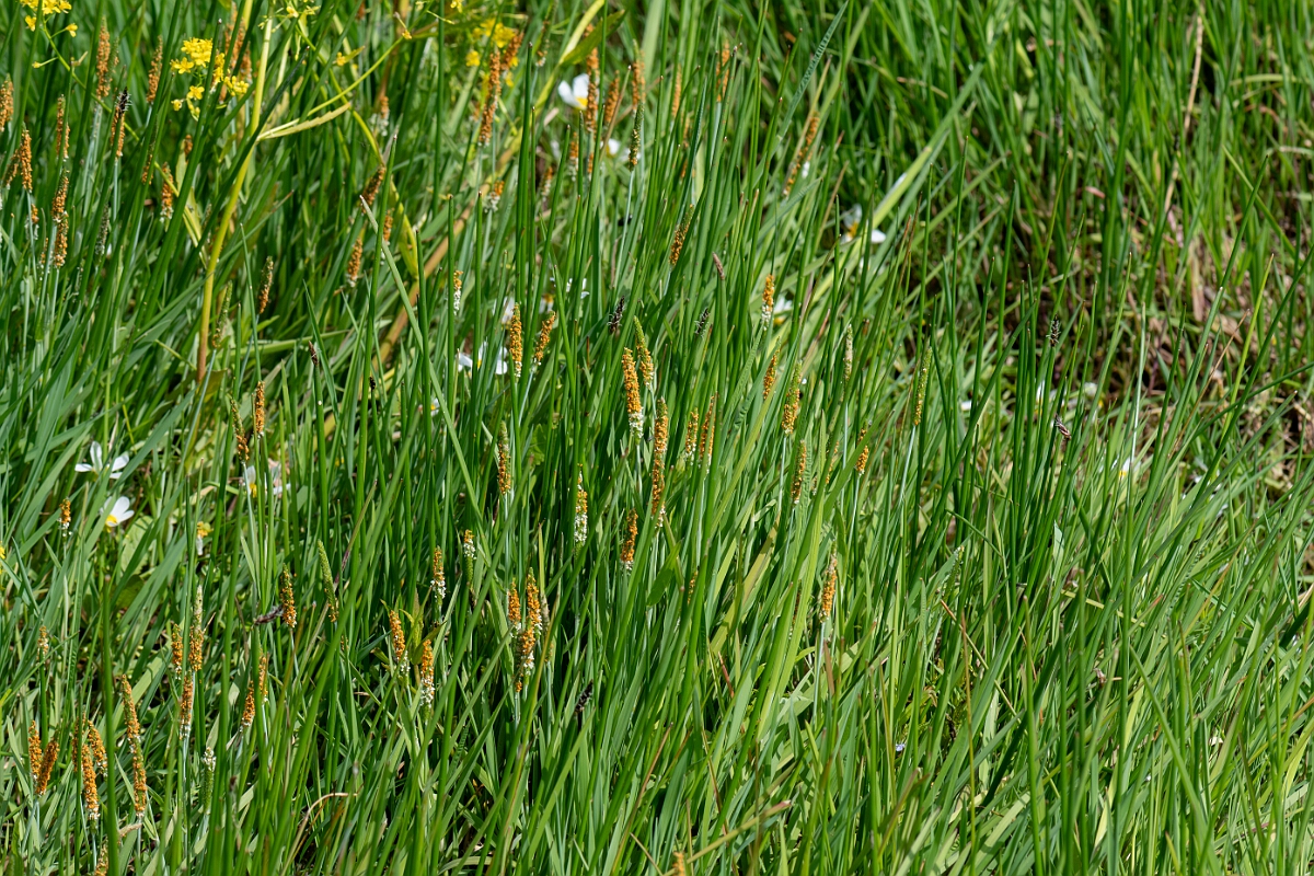 David Plant Photography - Wildlife Photography - Orange foxtail - B.jpg - Orange foxtail, Alopecurus aequalis, plant - Norfolk
